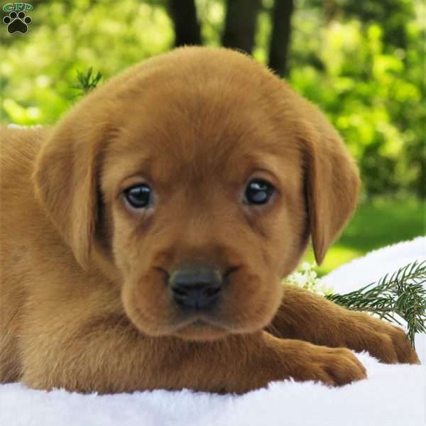 Cedar, Fox Red Labrador Retriever Puppy